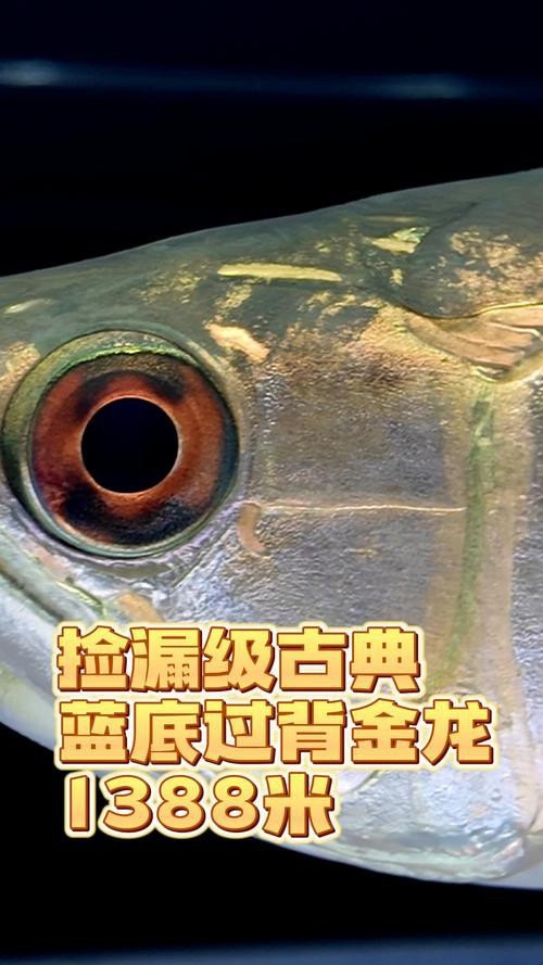 藍底金龍魚發色過程圖片