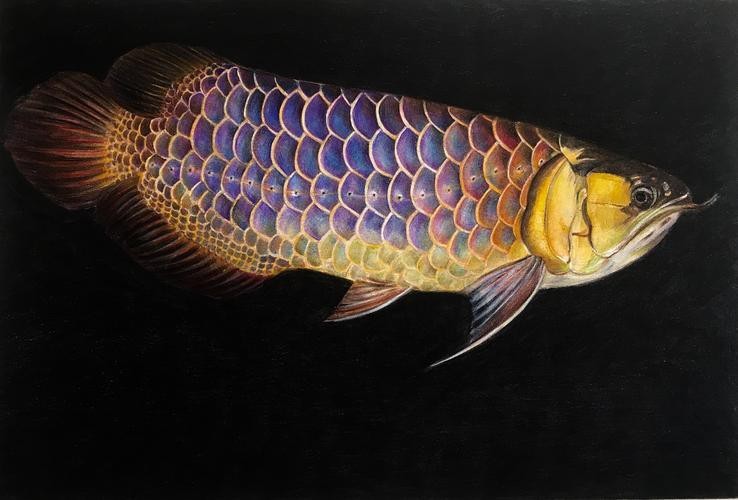 藍底金龍魚發色過程圖片