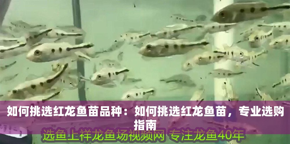 如何挑選紅龍魚苗品種：如何挑選紅龍魚苗，專業選購指南