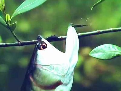 龍魚缸一般要多高多寬（關(guān)于龍魚缸的高度和寬度的具體信息）