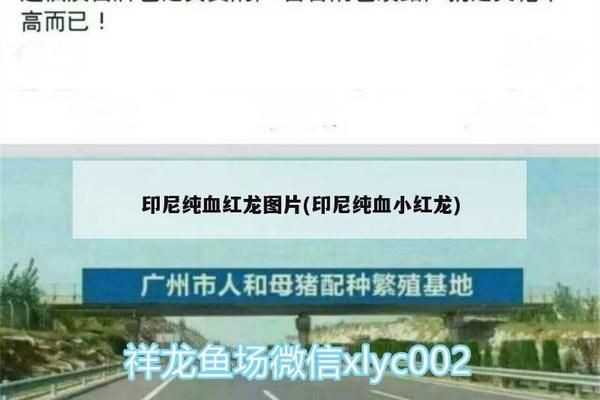 印尼純血小紅龍，印尼純血小紅龍與其他品種的區別在于其他品種的來源