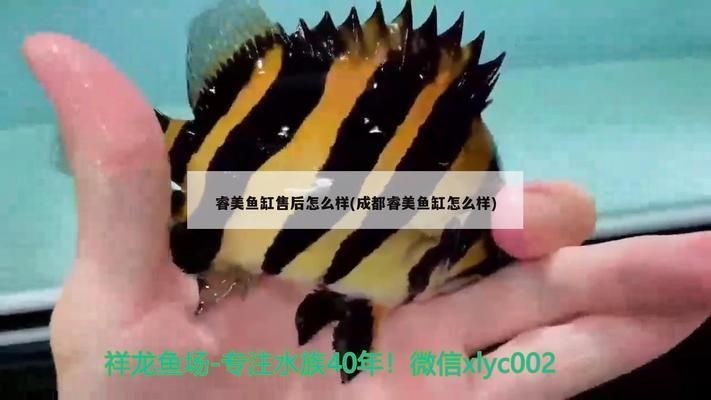 睿美魚缸旗下都有哪些品牌：睿美魚缸時尚系列設計亮點睿美魚缸時尚系列設計亮點