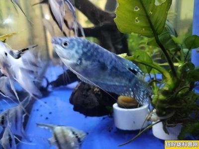 養缸曼龍魚怎么都在水面游（曼龍魚為什么在水面游動？）