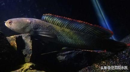養缸曼龍魚怎么都在水面游（曼龍魚為什么在水面游動？）