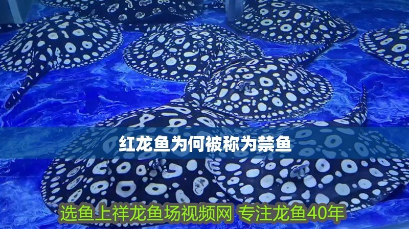 福龍紅龍魚能養嗎有毒嗎