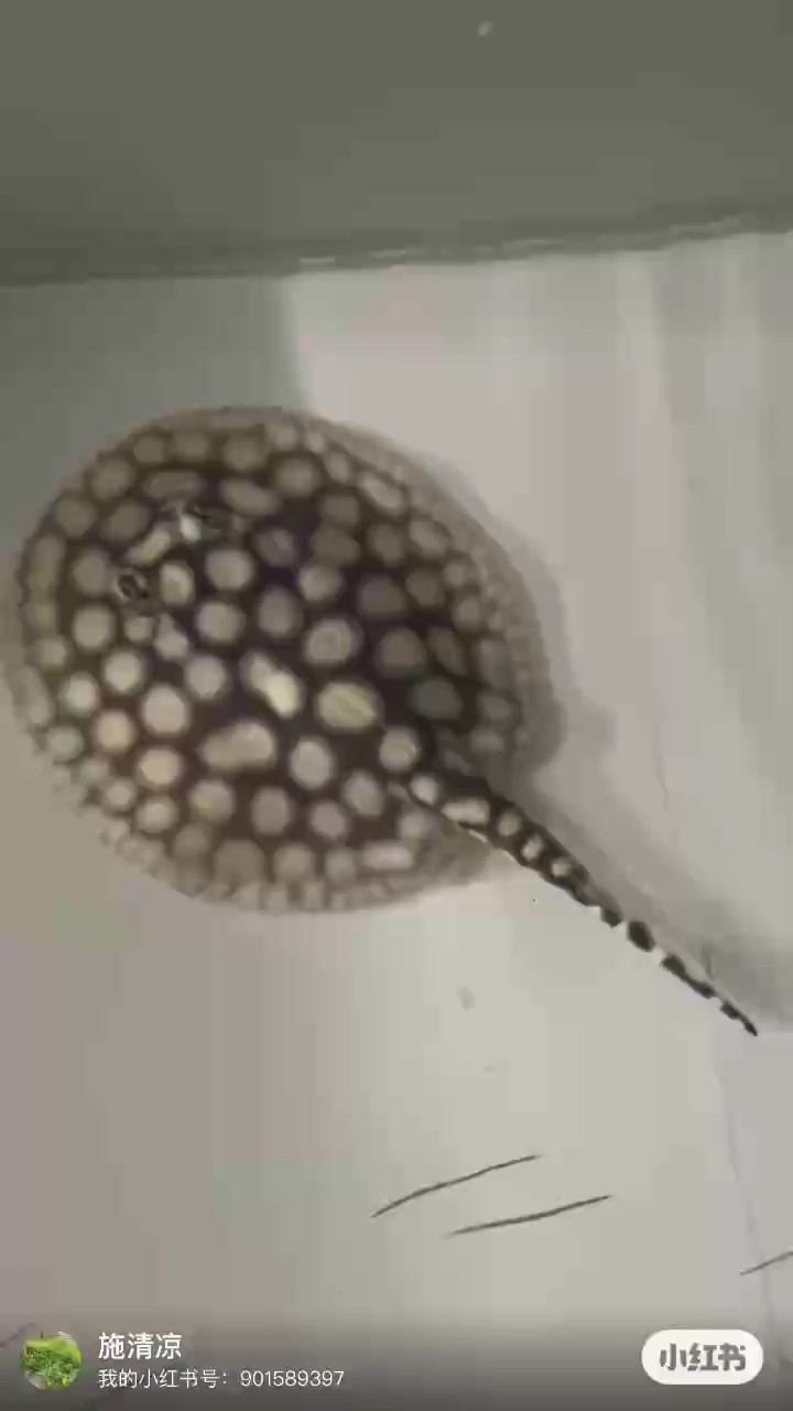 2個來月。優質母