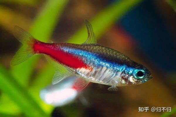 紅綠燈魚在魚缸底部不游動可能有多種原因，掌握幾種可能：如何判斷紅綠燈魚在魚缸底部不游動