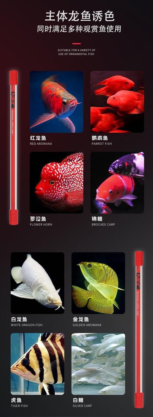 哪個品牌的龍魚燈性價比最高？