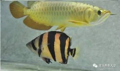 龍魚虎魚混養幾條合適：如何判斷虎魚是否適合混養