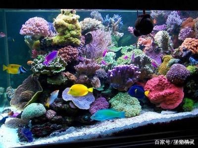 海水生態(tài)魚缸的制作過(guò)程涉及到多個(gè)步驟涉及多個(gè)步驟：海水生態(tài)魚缸的制作過(guò)程