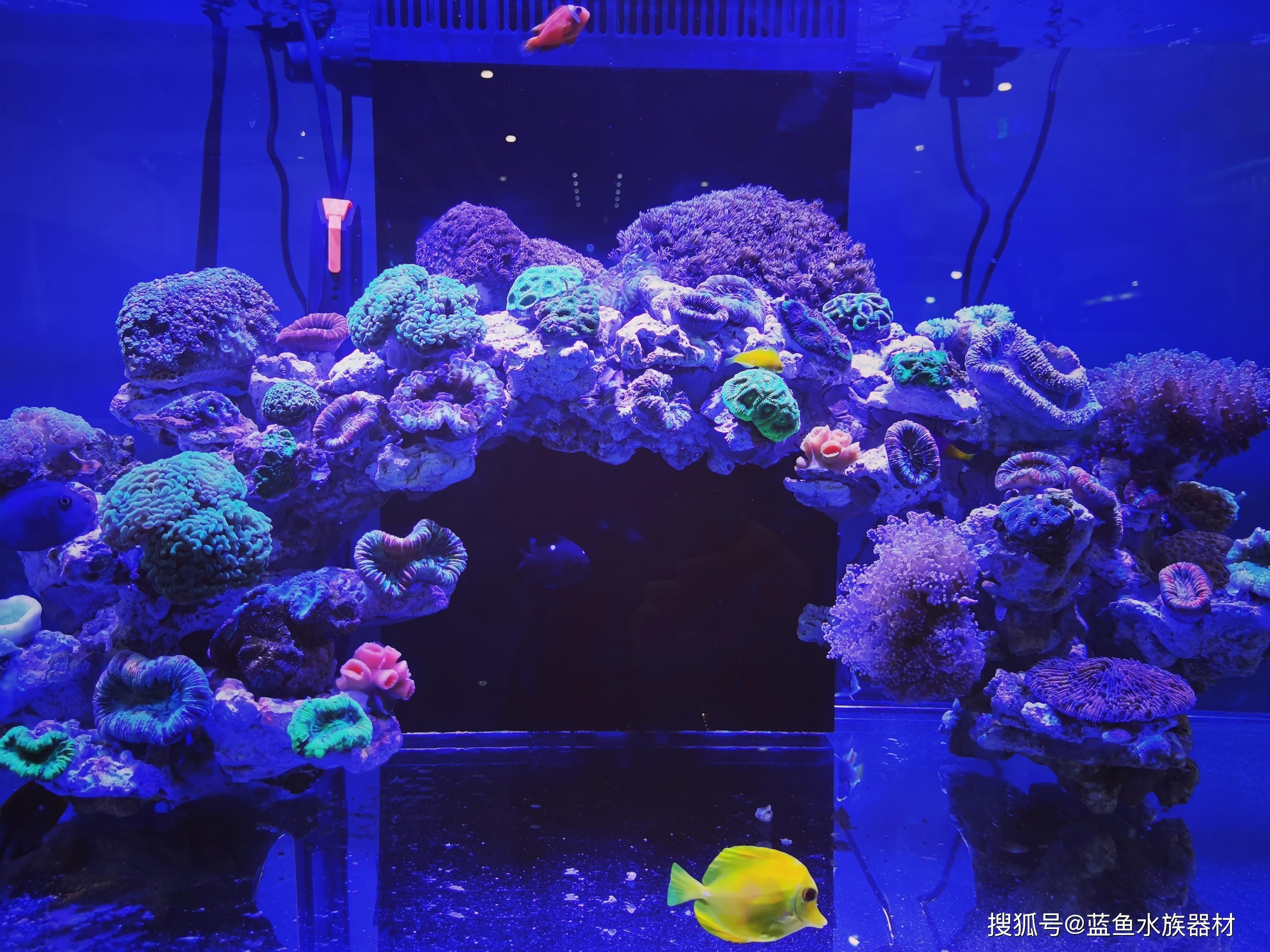 海水生態(tài)魚缸的制作過(guò)程涉及到多個(gè)步驟涉及多個(gè)步驟：海水生態(tài)魚缸的制作過(guò)程