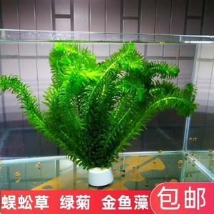魚缸養草的好處和注意事項：如何選擇適合的水草