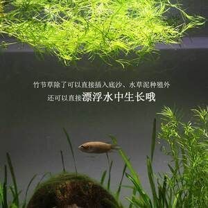魚缸養草的好處和注意事項：如何選擇適合的水草
