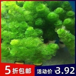魚缸養草的好處和注意事項：如何選擇適合的水草
