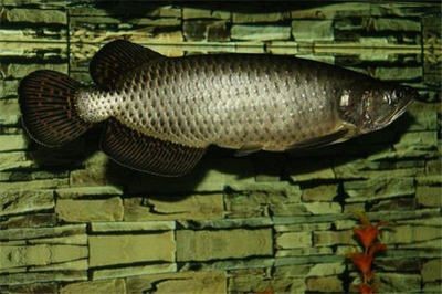 龍魚有什么功效與作用：龍魚的營養價值與作用 龍魚有什么功效與作用：龍魚的營養價值與作用 龍魚百科 第4張