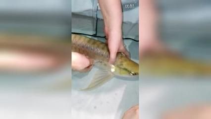 龍魚做手術需要控食物嗎為什么：龍魚術后喂食量控制技巧