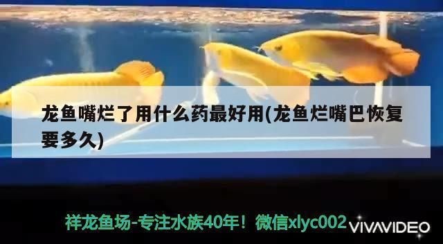 龍魚嘴爛怎么回事啊:龍魚嘴爛怎么辦 龍魚百科 第3張 龍魚嘴爛怎么回事啊:龍魚嘴爛怎么辦 龍魚嘴爛怎么回事啊:龍魚嘴爛怎么辦 龍魚百科 第3張