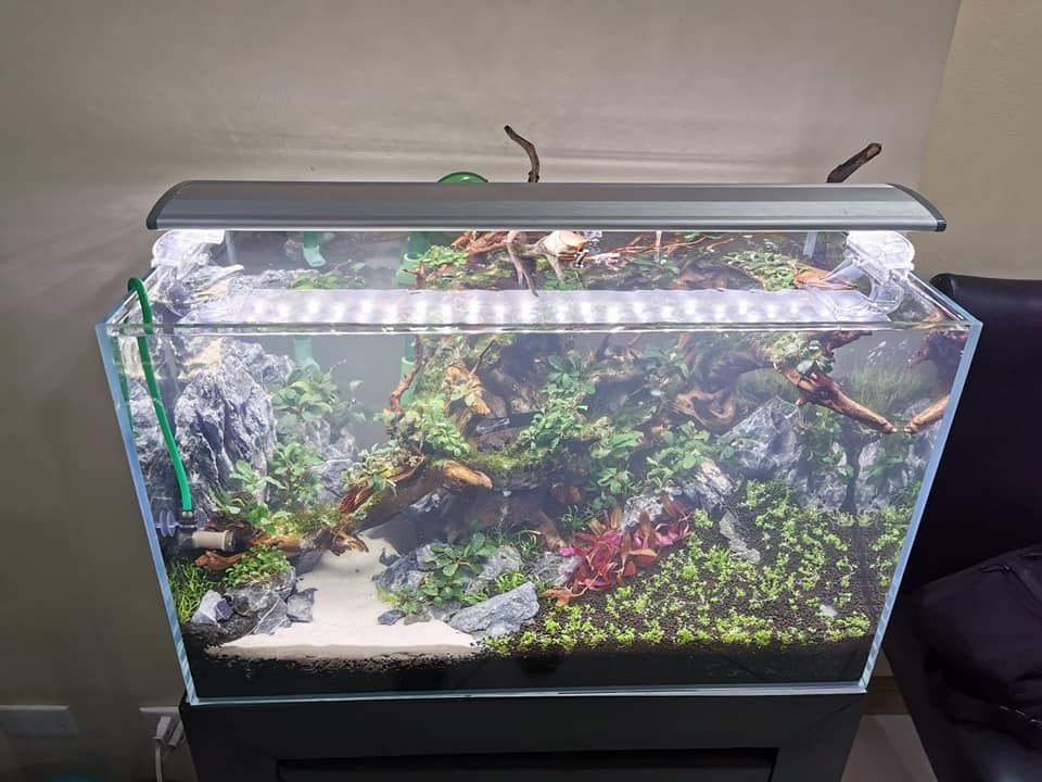 加入硝化細菌后魚缸水發白怎么辦（硝化細菌的作用與培養技巧）