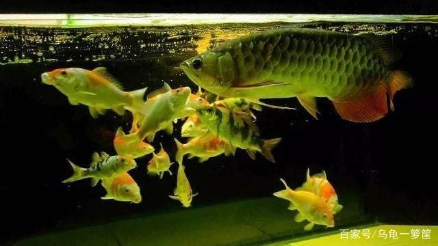 龍魚能和什么烏龜混養一起（哪些烏龜可以與龍魚混養？） 龍魚能和什么烏龜混養一起（哪些烏龜可以與龍魚混養？） 龍魚百科 第5張