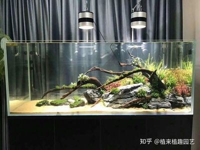 佛像魚缸造景的技巧：佛像魚缸造景技巧
