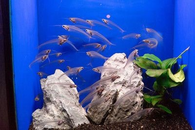 佛像魚缸造景的技巧：佛像魚缸造景技巧