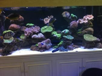 說一說海水魚缸造景的經驗，可能會對您有所幫助，請注意：海水魚缸造景的經驗