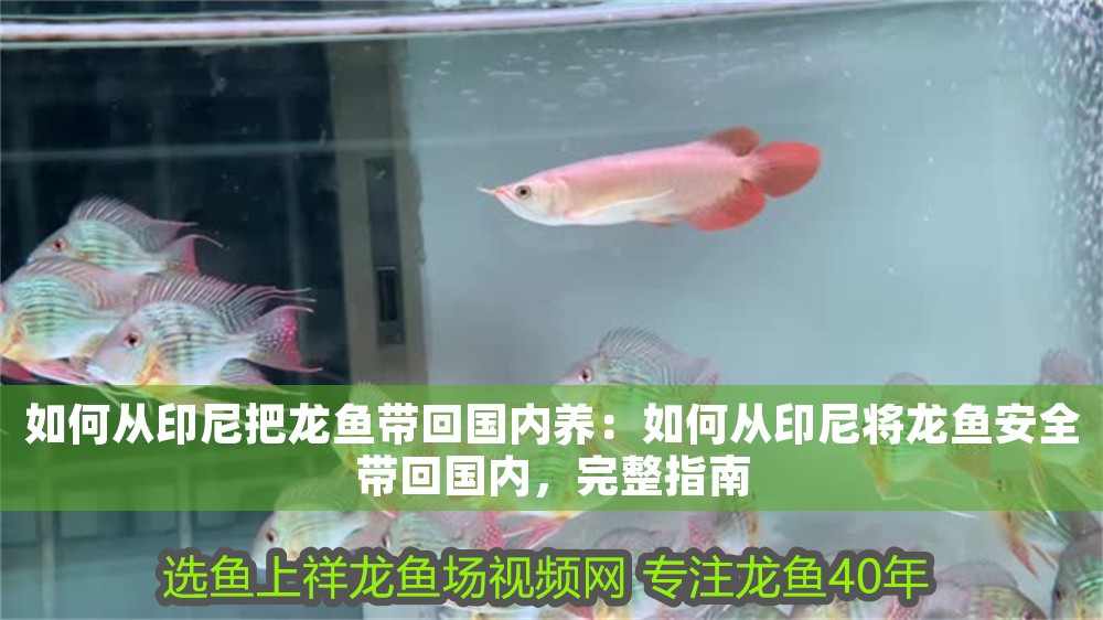 如何從印尼把龍魚帶回國內養：如何從印尼將龍魚安全帶回國內，完整指南