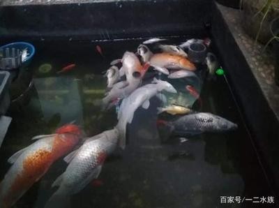 鄆城縣陽陽水族館（鄆城縣陽陽水族館地址）