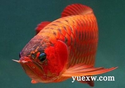 吃龍魚有什么好處：吃龍魚有什么好處，