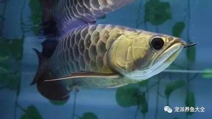 吃龍魚有什么好處：吃龍魚有什么好處，