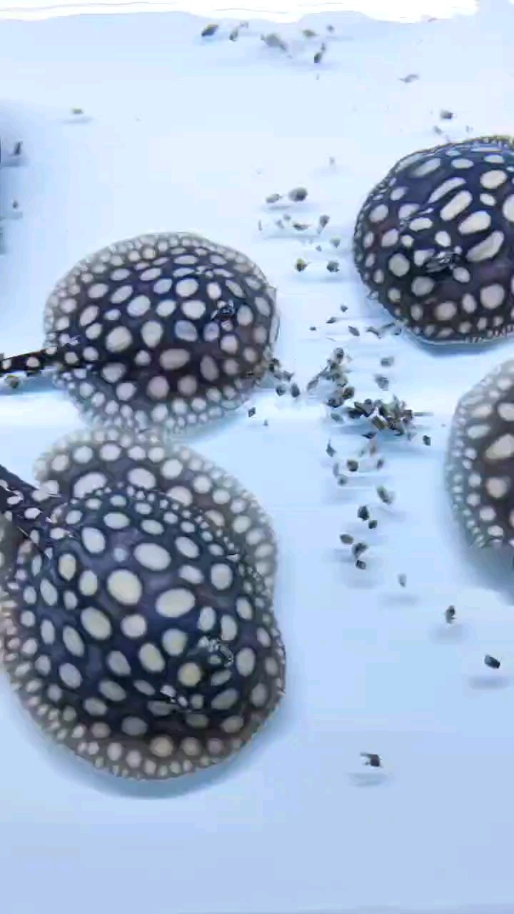 開飯上帝視角