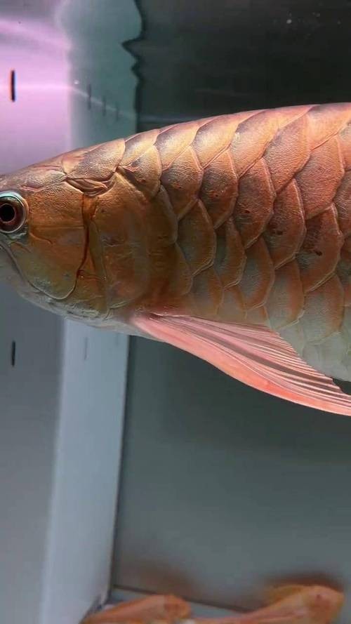 龍魚的魚鱗掉了一個可以恢復嗎圖片大全