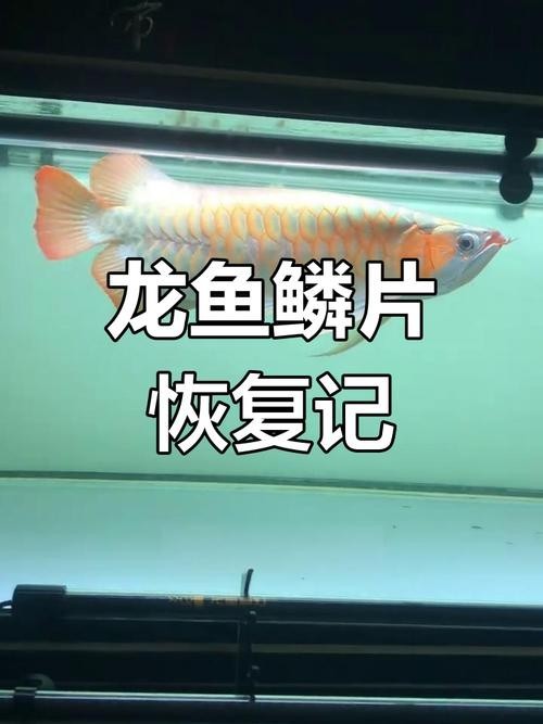 龍魚的魚鱗掉了一個可以恢復嗎圖片大全