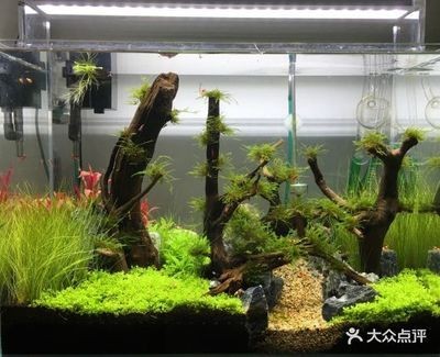 家裝魚缸設計包括的要素（家裝魚缸設計包括哪些）