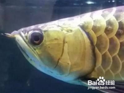 小龍魚立鱗怎么辦：小龍魚立鱗怎么辦小龍魚立鱗怎么處理龍魚立鱗的方法