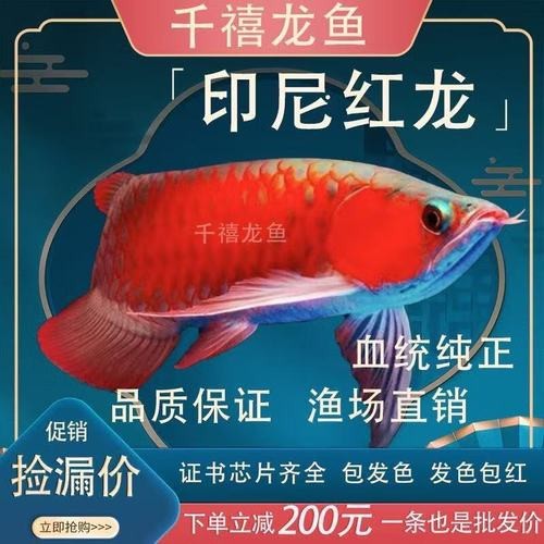 印尼小紅龍魚苗多少錢一條圖片