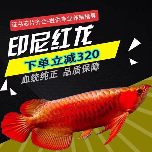 印尼小紅龍魚苗多少錢一條圖片