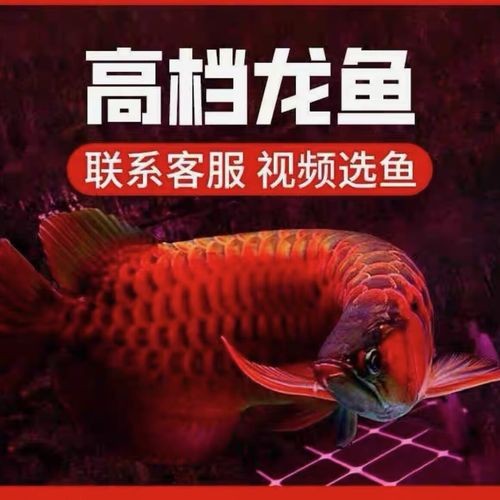 印尼小紅龍魚苗多少錢一條圖片