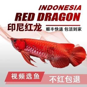 金龍魚20cm需要多大的魚缸，金龍魚20cm的喂食頻率