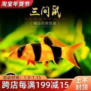 龍魚缸用什么工具魚好看圖片：龍魚缸用什么工具魚好看圖片詳情