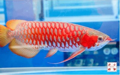 龍魚錦標賽是干什么的，龍魚錦標賽如何評判優勝