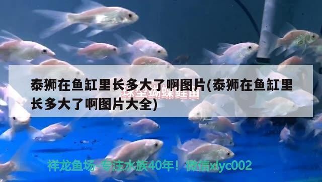 廣州市從化城郊水之美水族館，廣州市從化城郊水之美水族館電話
