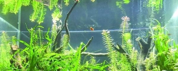 燈光照魚缸可以長綠藻嗎為什么（魚缸綠藻的防治） 燈光照魚缸可以長綠藻嗎為什么（魚缸綠藻的防治） 魚缸百科 第2張