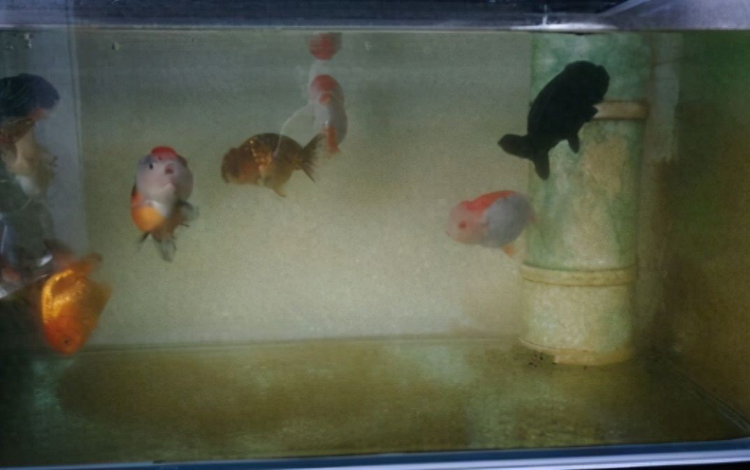 燈光照魚缸可以長綠藻嗎為什么（魚缸綠藻的防治） 燈光照魚缸可以長綠藻嗎為什么（魚缸綠藻的防治） 魚缸百科 第3張