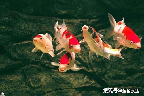 魚缸與財神擺放的風(fēng)水講究：魚缸與財神擺放在風(fēng)水中具有特殊意義，魚缸與財神擺放方位圖解