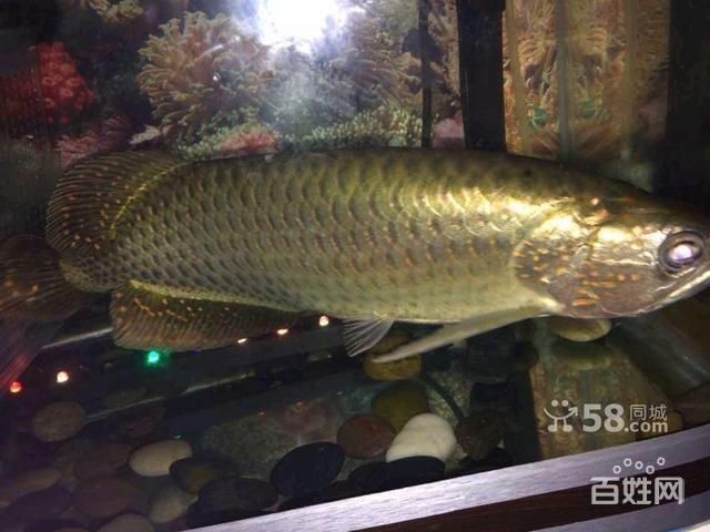 廣州最大賣金龍魚市場：尋找廣州最大的賣金龍魚市場