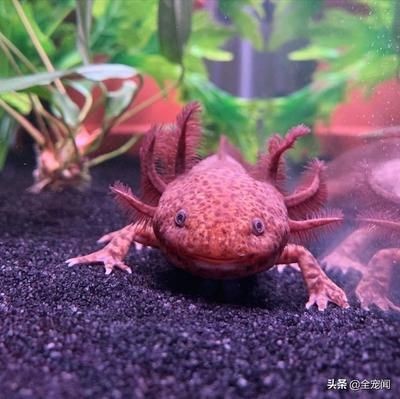 恐龍魚公母怎樣分：如何分辨恐龍魚公母