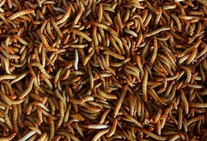 大麥蟲喂龍魚怎么處理：大麥蟲喂龍魚怎么處理大麥蟲喂龍魚怎么處理