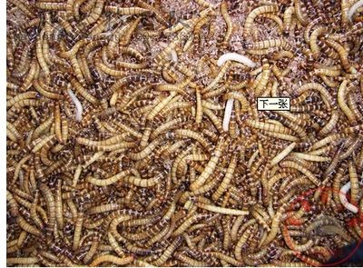 大麥蟲喂龍魚怎么處理：大麥蟲喂龍魚怎么處理大麥蟲喂龍魚怎么處理