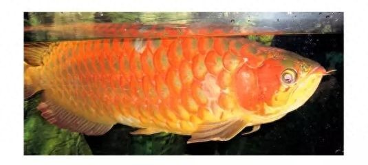 龍魚鱗片中間紅色（龍魚鱗片中間出現(xiàn)紅色可能由多種因素引起，可能是寄生蟲感染）